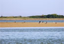 Stören Kite-Surfer das Wattenmeer?